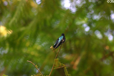 Iridescent green-blue wings of Purple-throated Carib hummingbird. Guadeloupe.