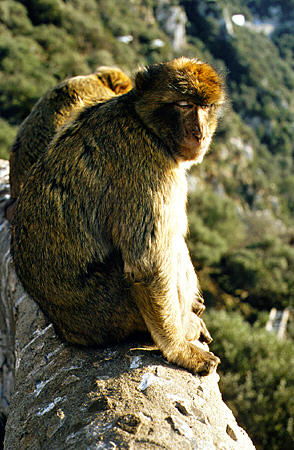 Gibraltar apes are the only monkeys living wild in Europe. Gibraltar.