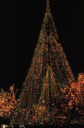 Christmas tree lit up at night in Sindagma Square. Greece.