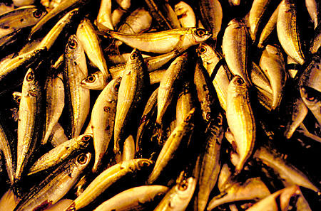 Fish for sale at the central market in Athens. Greece.