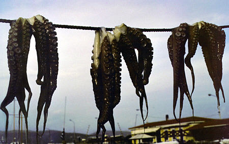 Octopus hanging out to dry in Githio. Greece.