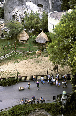 Giraffe compound from overhead at Zoo in Budapest. Hungary.