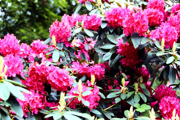 Pink rhododendrons in Powerscourt Gardens, south of Dublin. Ireland.