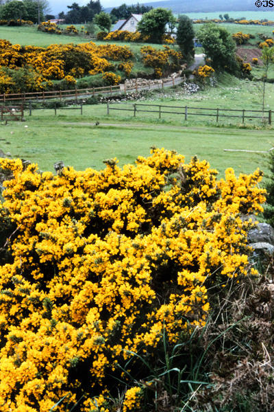 Countryside & Gorse (broom) in an area south of Dublin. Ireland.