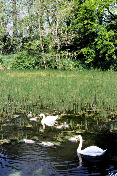Swans swimming at Irish National Stud. Kildare, Ireland.
