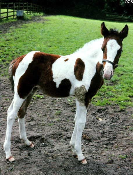 Newly born pony at Irish National Stud. Kildare, Ireland.