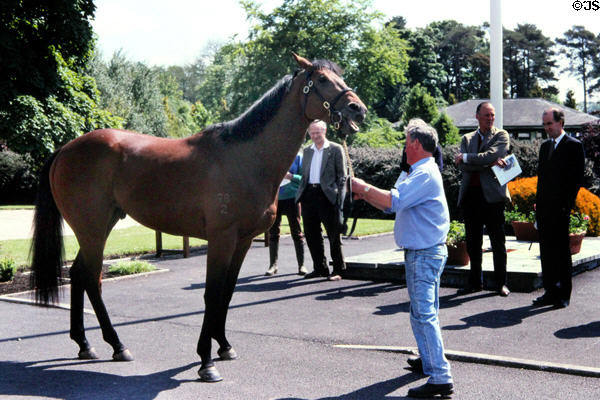 Racing stallion being scrutinized by horse breeders at Irish National Stud. Kildare, Ireland.
