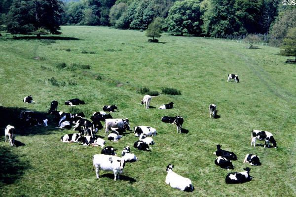 Cattle near Lismore Castle. Ireland.
