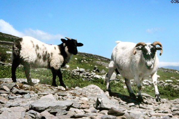 Goats at Dingle Peninsula. Ireland.