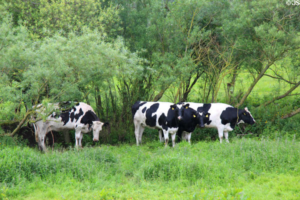 Cows on banks of Boyne River. Ireland.