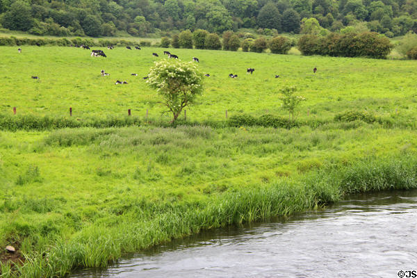 Cows on banks of Boyne River. Ireland.