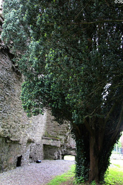 Yew tree grown for supply of arrow shafts at Maynooth Castle. Ireland.