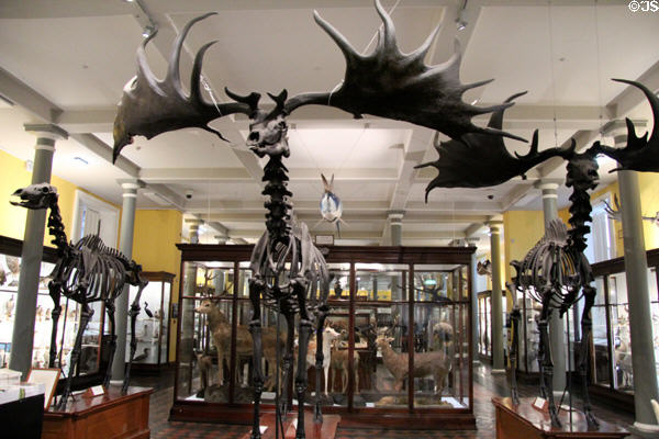 Skeletons of extinct Giant Irish Deer <i>Megaloceros giganteus</i> at National Museum of Natural History. Dublin, Ireland.