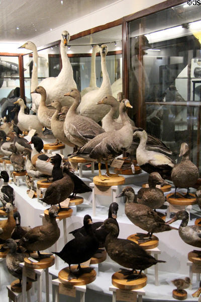 Irish waterfowl collection at National Museum of Natural History. Dublin, Ireland.