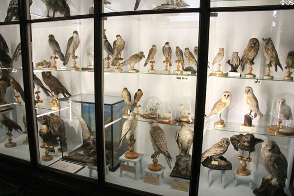 Irish birds of prey & owls collection at National Museum of Natural History. Dublin, Ireland.