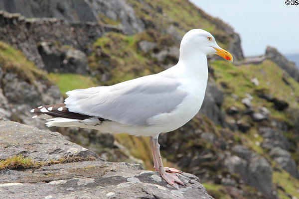 Gull on Dingle Peninsula. Ireland.
