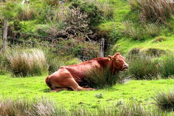 Cow resting on land around Staigue Fort on Ring of Kerry. Ireland.