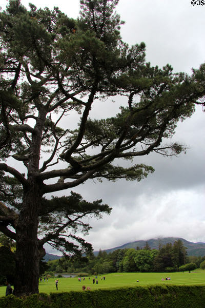 Muckross House grounds framed by branches of a large tree in Killarney National Park. Killarney, Ireland.