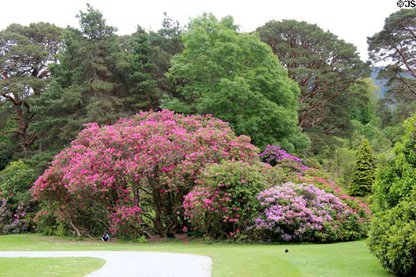 Rhododendrons & trees at Muckross House in Killarney National Park. Killarney, Ireland.