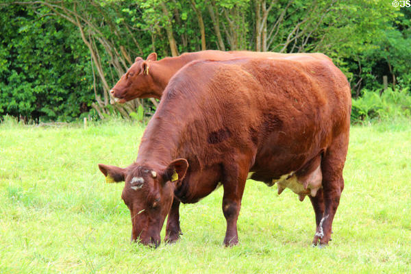 Cattle grazing at Muckross Traditional Farms in Killarney National Park. Killarney, Ireland.