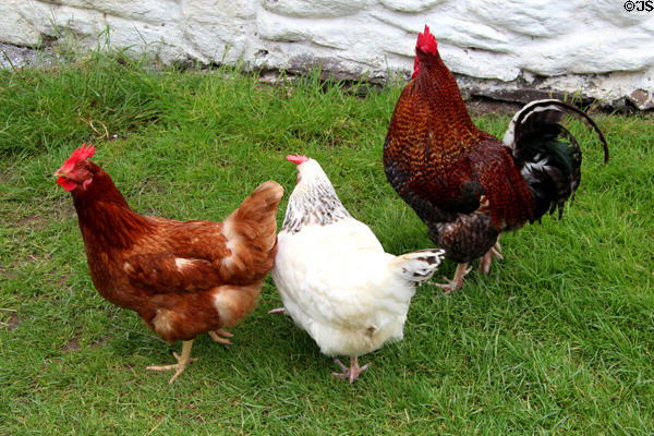 Group of chickens at Kissane's farm at Muckross Traditional Farms in Killarney National Park. Killarney, Ireland.
