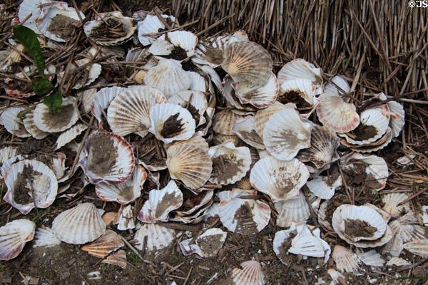 Scallop shell dump in Mesolithic settlement at Irish National Heritage Park. Ireland.