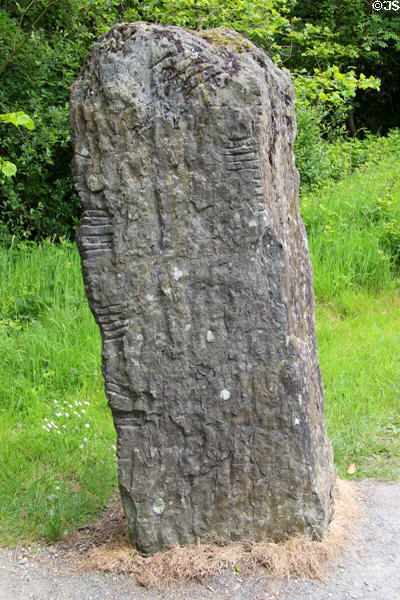Standing stone engraved (300 CE) with Ogham writing based on Latin alphabet where lines code for letters at Irish National Heritage Park. Ireland.
