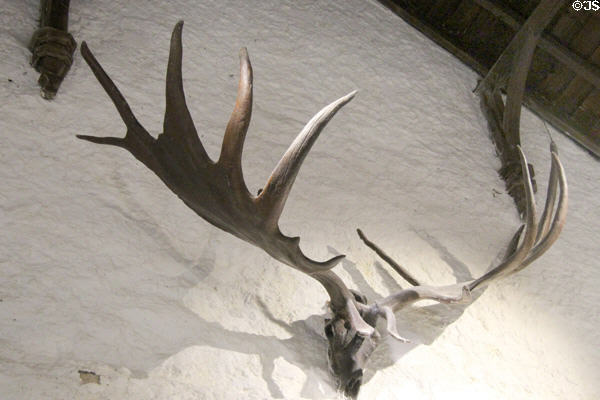 Fossil antlers of extinct Giant Irish Deer in banqueting hall at Cahir Castle. Cahir, Ireland.