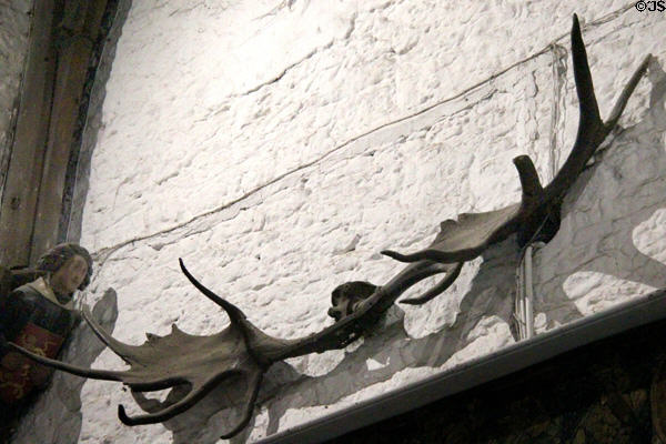 Extinct Irish deer antler on wall of Great Hall at Bunratty Castle. County Clare, Ireland.