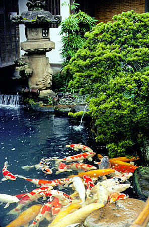 Carp in a Matsue pond. Japan.