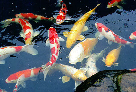 Carp, a large breed of goldfish, in Matsue. Japan.