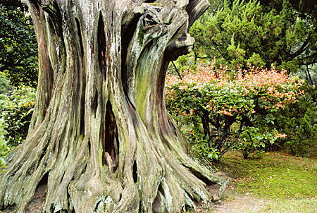 Ancient tree trunk in a Shosei-en garden in Kyoto. Japan.