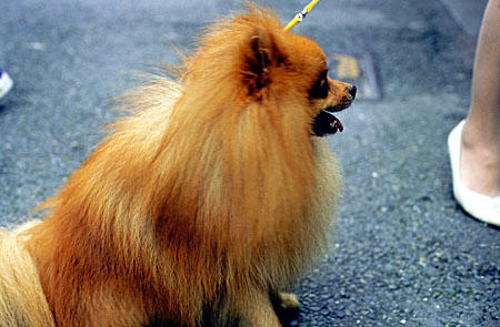 Japanese breed of dog in Kyoto. Japan.