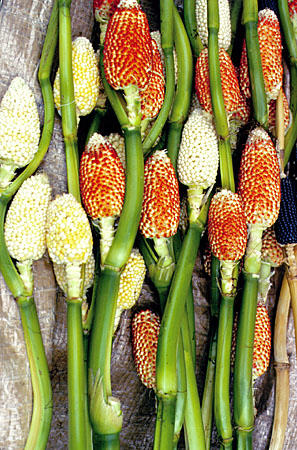 Corn-like plants at a market in Takayama. Japan.