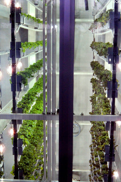 Living wall of plants for air purification at Expo 85. Tsukuba, Japan.