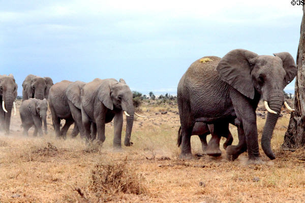 Elephant (<i>Loxodonta africana</i>) procession at Amboseli National Park. Kenya.