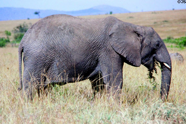 Elephant (<i>Loxodonta africana</i>) feeding on plants in Masai Mara National Reserve. Kenya.