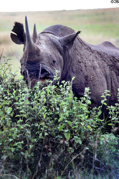 Black rhinoceros or hook-lipped rhinoceros (<i>Diceros bicornis</i>) eating a bush in Nairobi National Park. Kenya.