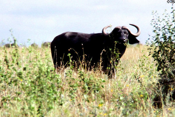 Buffalo (<i>Syncerus caffer</i>) in Nairobi National Park, one of Africa's most dangerous animals. Kenya.