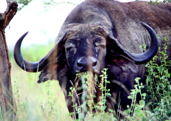 Buffalo (<i>Syncerus caffer</i>) eats grass at Nairobi National Park. Kenya.