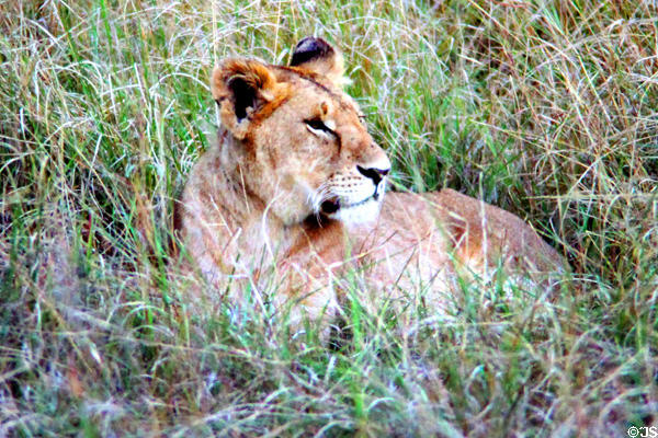 Female lion (<i>Panthera leo</i>) rests in grass of Masai Mara Reserve. Kenya.