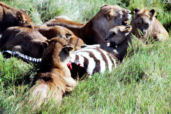 Lions devour a freshly killed Zebra. Kenya.