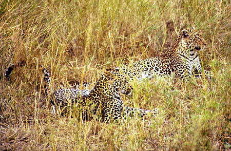 Leopards camouflaged by grasses near Masai Mara. Kenya.