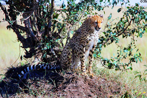 A Cheetah (<i>Acinonyx jubatus</i>) sits in shade of a tree on plains of Masai Mara Reserve. Kenya.
