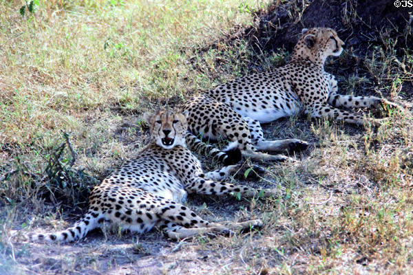A pair of Cheetah (<i>Acinonyx jubatus</i>) lounge in shade in Masai Mara National Reserve. Kenya.