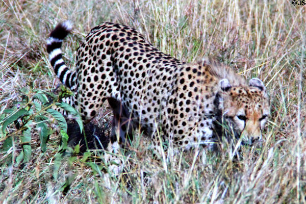 Young cheetah (<i>Acinonyx jubatus</i>) plays in grass of Masai Mara National Reserve. Kenya.
