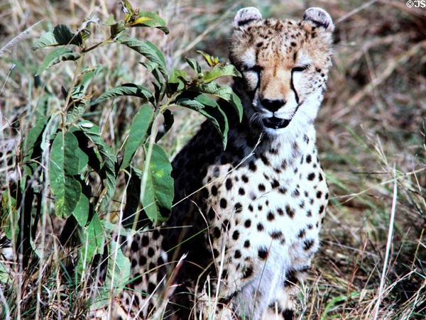Black facial markings & spots of a Cheetah (<i>Acinonyx jubatus</i>) in Masai Mara National Park. Kenya.