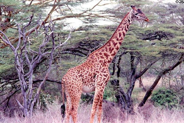 Masai Giraffe (<i>Giraffa tippelskirchii</i>) identified by distinct irregular spots in Nairobi National Park. Kenya.