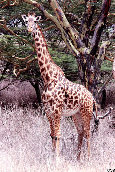Masai Giraffe (<i>Giraffa tippelskirchii</i>) in Nairobi National Park. Kenya.