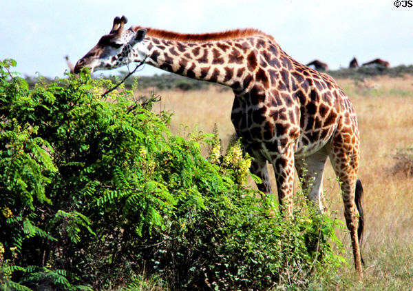 Masai giraffe (<i>Giraffa tippelskirchii</i>) bends its long neck to eat from a bush in Nairobi National Park. Kenya.